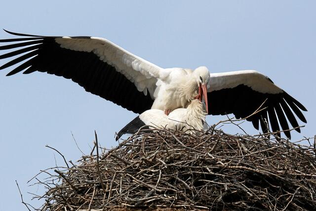 10:03:52 MEZ: Reichliches Geklapper!