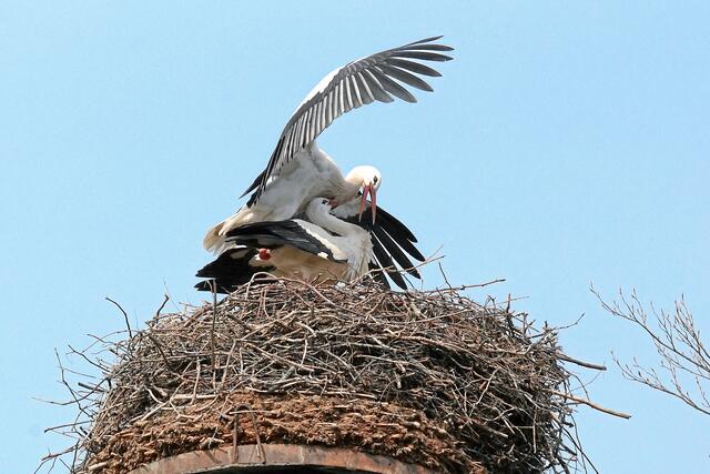 09:34:25 MEZ: Gut, dass die Federn nicht wirklich abknicken!