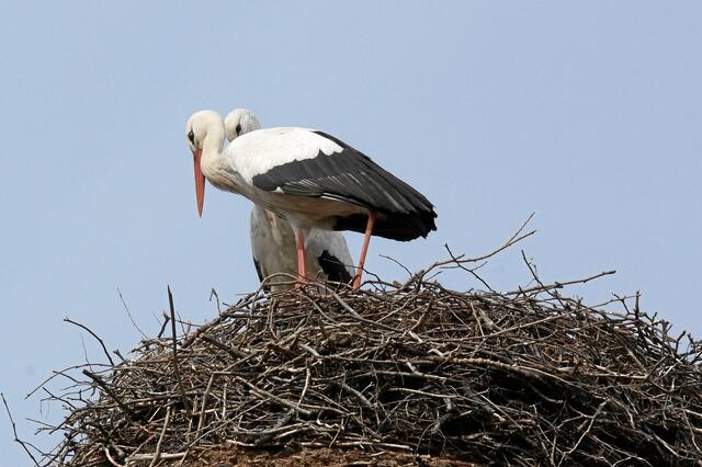 10:03:32 MEZ: "Adebar, schön, dass du doch wieder da bist. Das Nest hältst Du mir ja auch sehr gut in Schuss!"