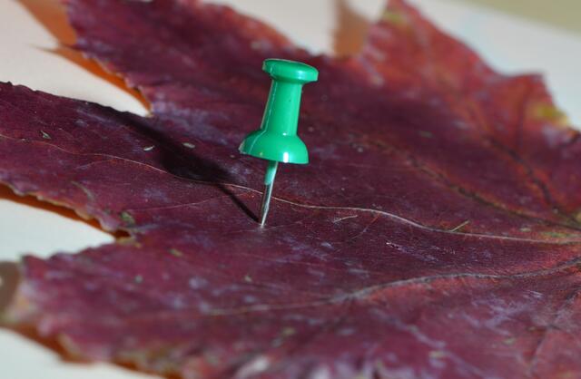 ..das Blatt weht der Wind mir nicht mehr fort...