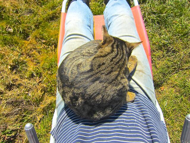 Wenn ich auf der Saunaliege ausruhe, möchten die Katzen immer ganz nah dabei sein