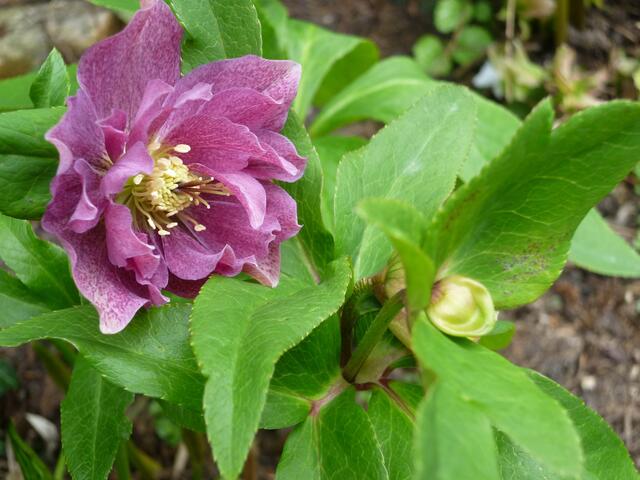 Christrose- helleborus