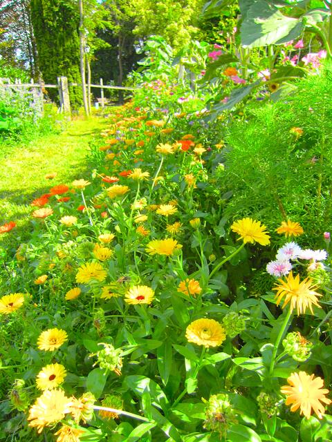 Unser Garten im letzten Sommer - traumhaft!