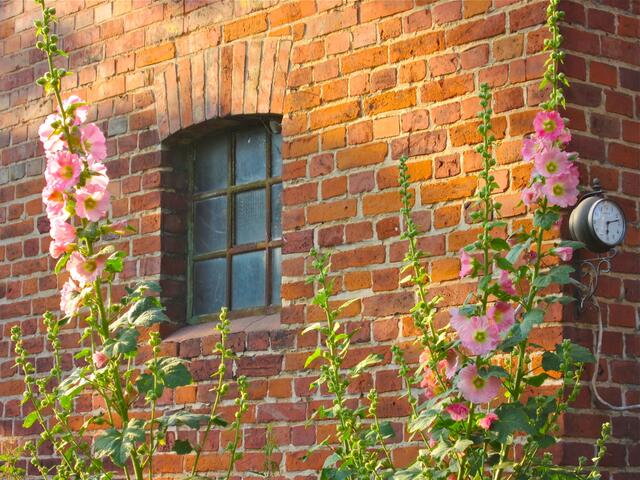 Stockrosen an der Wand zum Ziegenstall