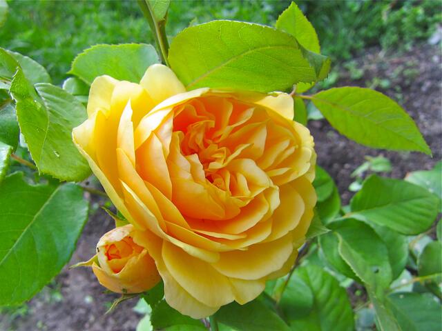 Eine unserer schönen englischen Rosen in voller Blüte