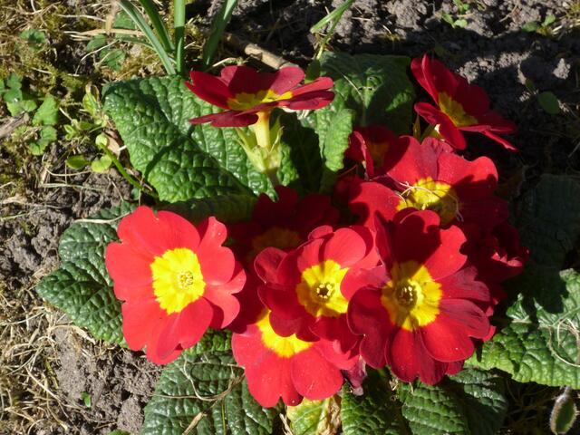 Gartenprimel