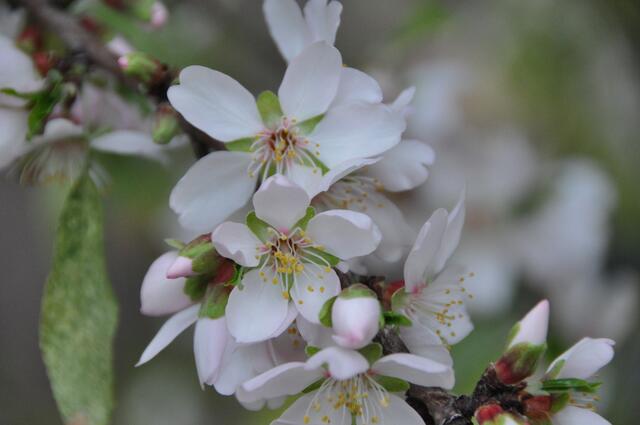 Mandelblüten