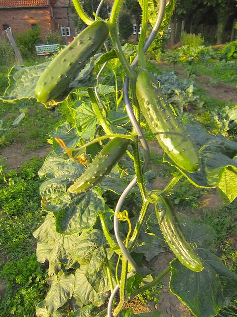 Leckere Gurken wachsen bei uns jedes Jahr im Garten