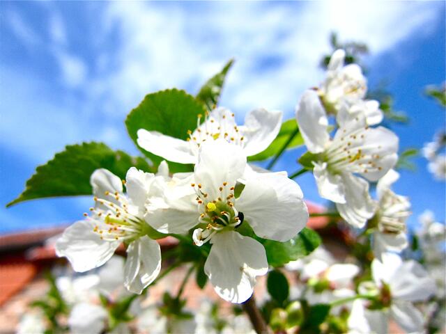 Einladung an die Hummeln und Bienen