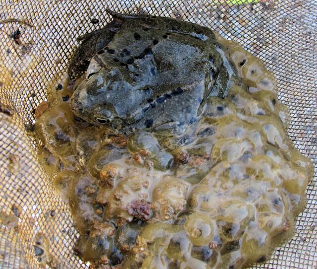 Ein Grasfrosch mit dem Froschlaich, im letzten Jahr bei Damm aufgenommen