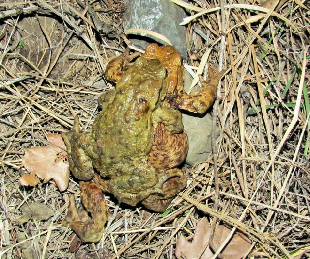 Ein Erdkröten-Pärchen auf der Wanderschaft