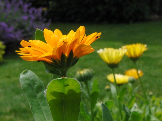 Ringelblumen mit magischer Anziehung auf kleine Krabbeltiere