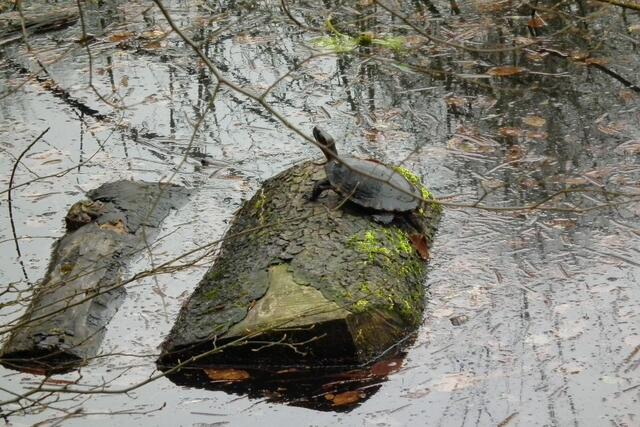 Hier eine andere Schildkröte auf einem Baumstamm im Hexenteich.