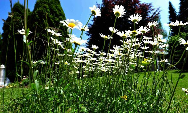 Gartenträume