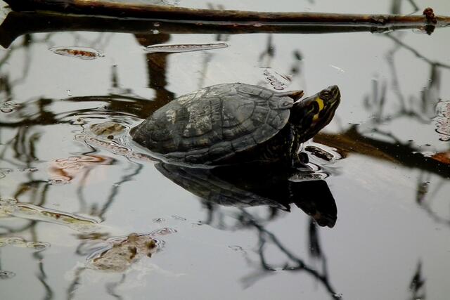 Eine Wasserschildkröte habe ich auch endeckt.