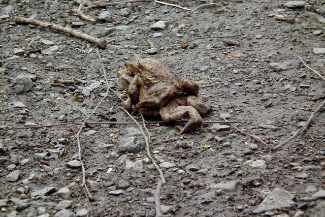 Huckepack. Auf zum Teich. Ich würde sagen: Es handelt sich um Grasfrösche am Hexenteich. Sie haben stark entwickelte Hinterbeine. Der Grasfrosch lebt die meiste Zeit des Jahres an Land in nicht zu trockenen, pflanzlich eng bewachsenen Gebieten, z. B. in Laubwäldern, auf Waldlichtungen oder auf feuchten Wiesen. Lediglich zur Fortpflanzung im Februar und März!!!!!! (So kalt war unser Winter - dieses Jahr erst Mitte April) sucht er stehende Gewässer auf.