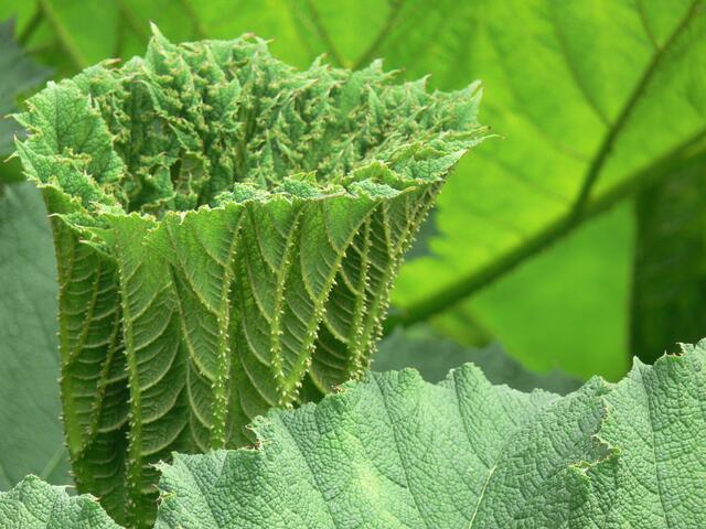 Ein frisches Tafelblatt