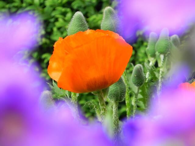 Mohn