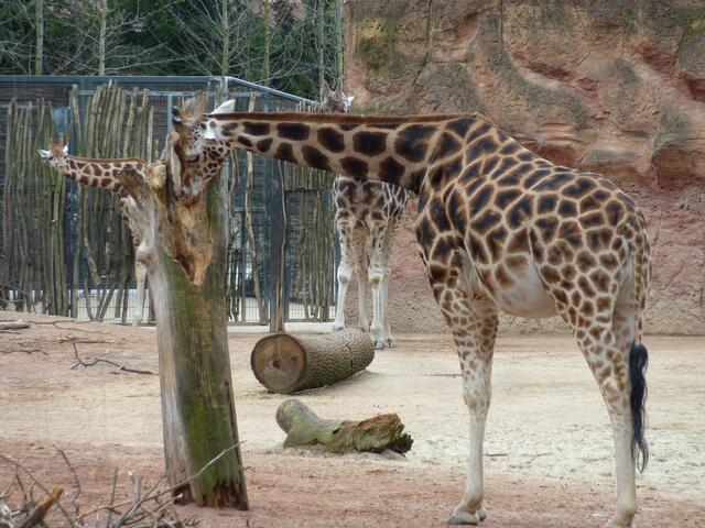 Nanu! Wächst aus dem Baumstamm ein Giraffenkopf?
