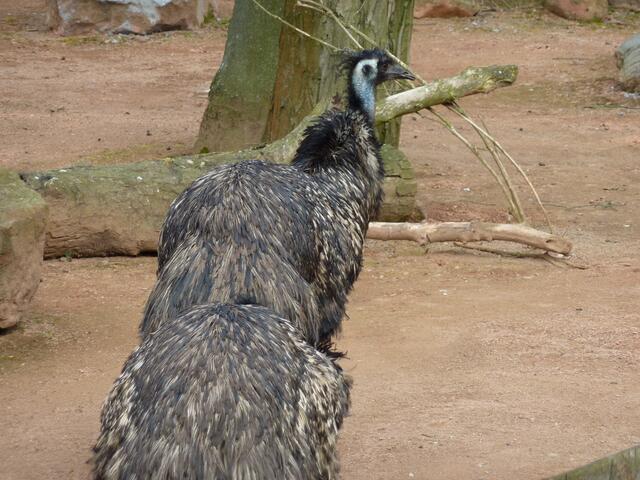 Was aussieht wie ein überlanger Strauß sind zwei Emus.
