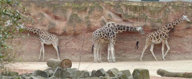Wandgemälde mit achtbeiniger Giraffe?