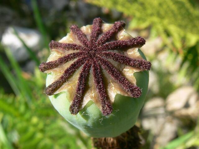 Mohn ist auch eine Blume