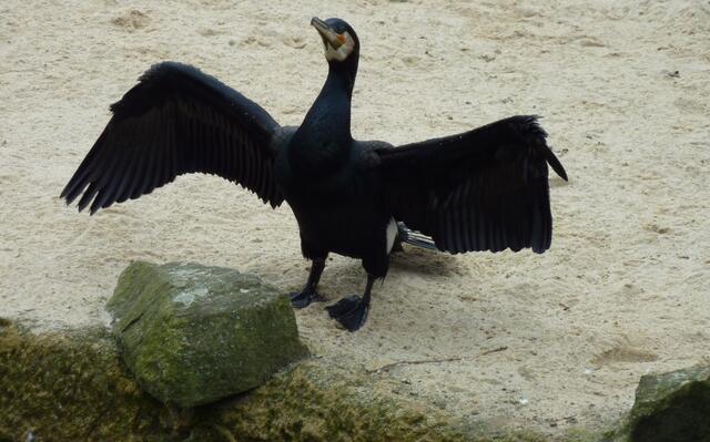 Kormoran