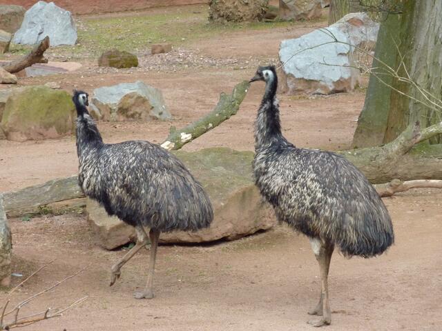 Die beiden Emus