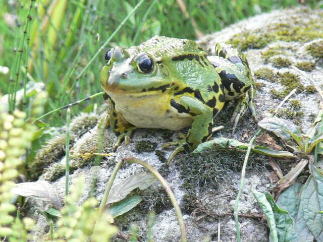 Wasserfrosch hat sich einen Sonnenplatz reserviert