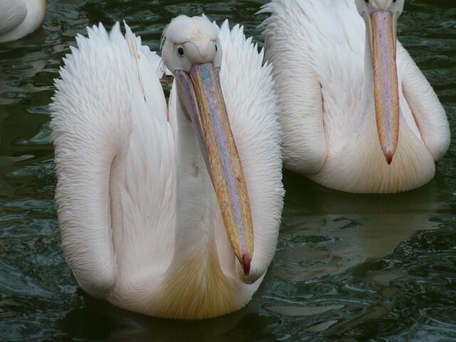 Ein Pelikanpärchen