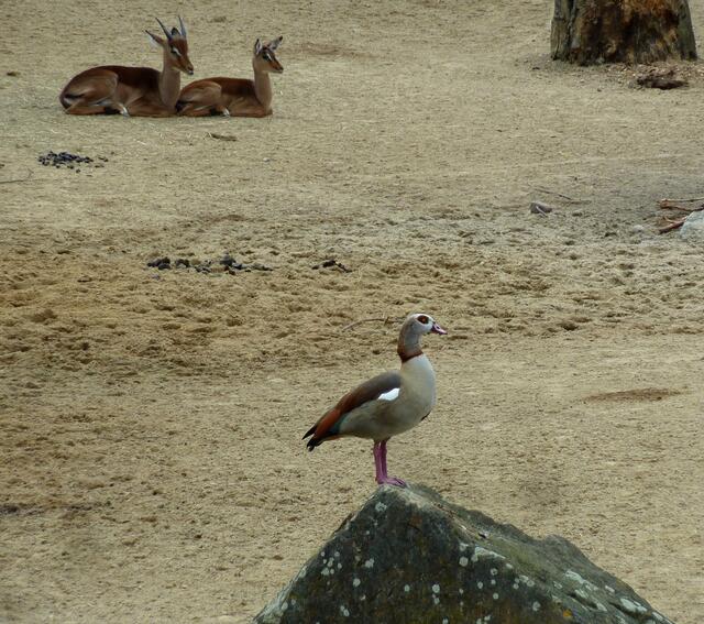 Nilgans auf Beobachterposten