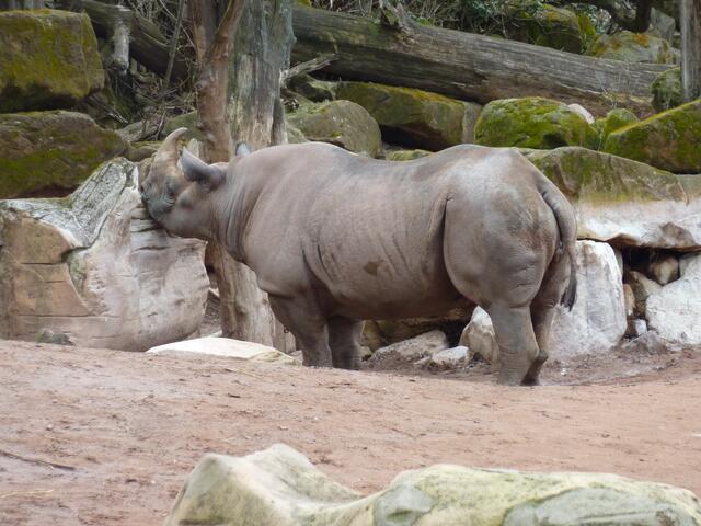 Das Nashorn hatte ich erst gar nicht gesehen, so gut ist es getarnt.