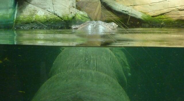 Mal schauen, was über dem Wasserspiegel los ist.