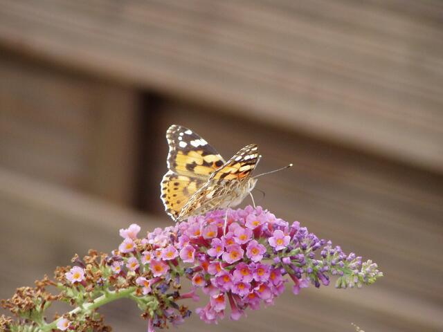 Schmetterling auf dem gleichnamigen Flieder
