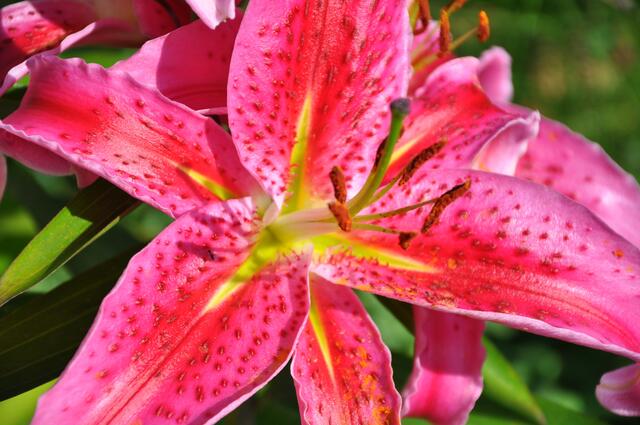 Lilien