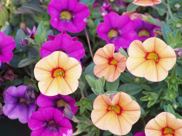 Kunterbunt