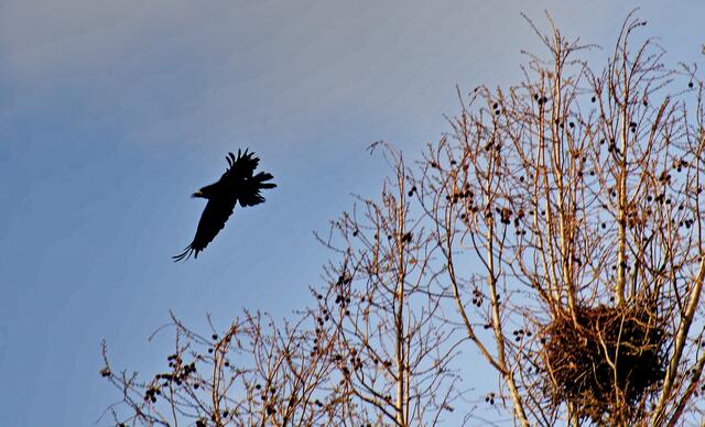 Abflug vom Krähennest im Kurpark