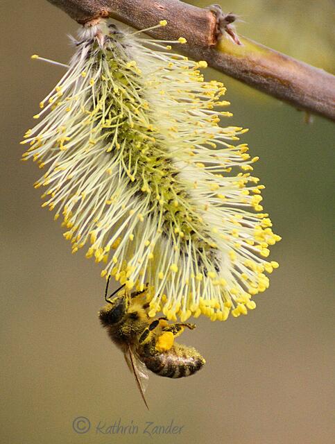 dick beladen mit Blütenpollen fliegen Bienen und Hummeln um die Wette