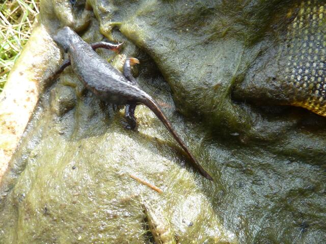 Und schon sucht er das Weite.( Wasser )