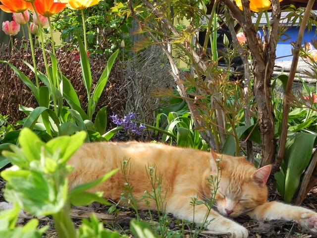 Mein Kater Leo beim Mittagsschläfchen, die Sonne scheint ihm auf den Rücken