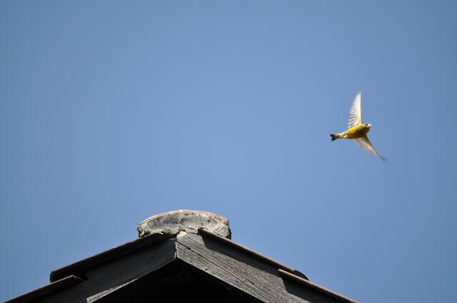 Grünfink im Flug