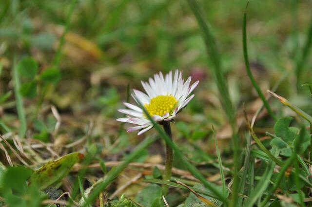 Gänseblümchen
