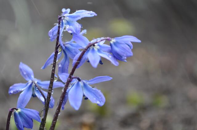 Scilla mit Tropfen und Spiegelung