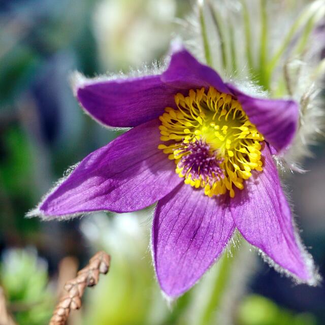 Pulsatilla, eine zarte Blüte.