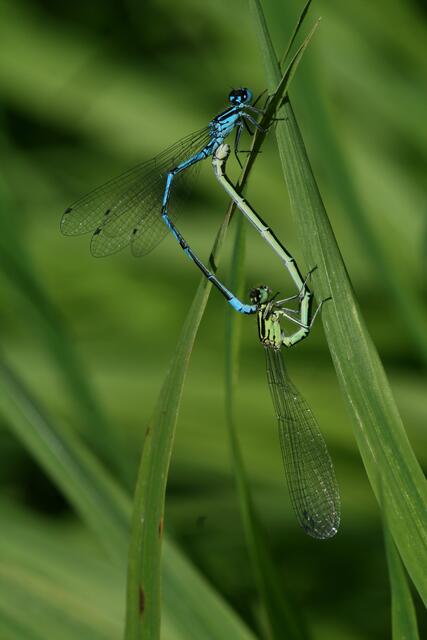 Romanze am Gartenteich