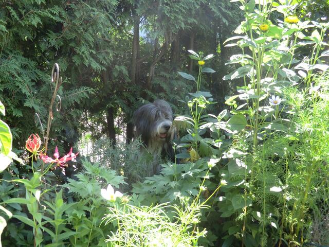 Suchbild OLLI