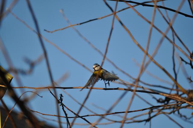Blaumaise beim Abflug