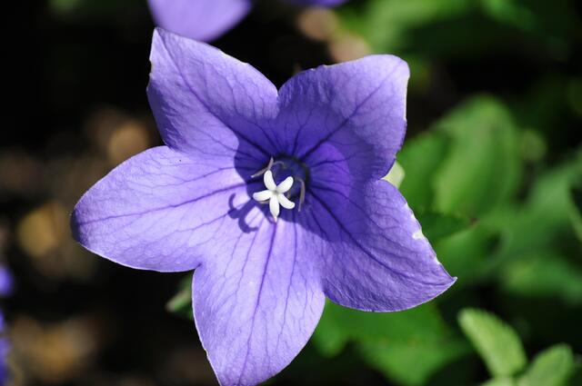 Glockenblume