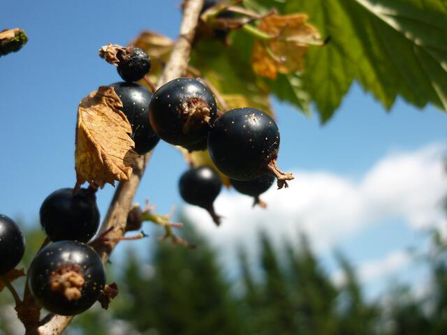 Sonnenstrahlen und leckere Johannisbeeren