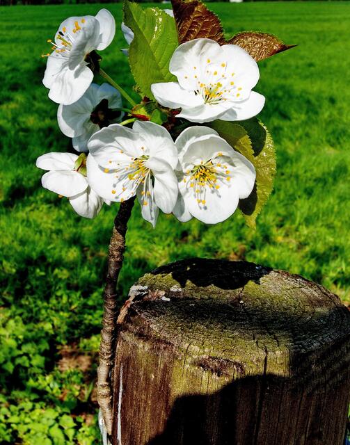 Blüten auf einem Zaunpfahl